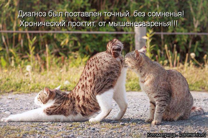 Диагноз был поставлен точный, без сомненья! Хронический проктит, от мышенесваренья!!!... Котоматрица: Диагноз был поставлен точный, без сомненья! Хронический проктит, от мышенесваренья!!!