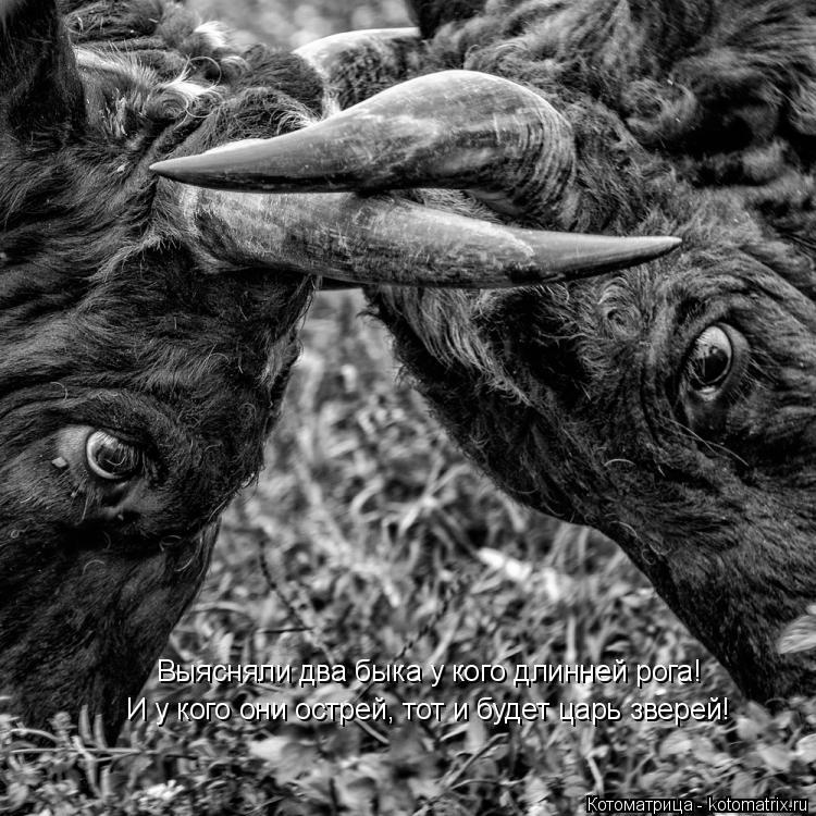 Выясняли два быка у кого длинней рога! И у кого они острей, тот и будет царь зверей!... Котоматрица: Выясняли два быка у кого длинней рога! И у кого они острей, тот и будет царь зверей!