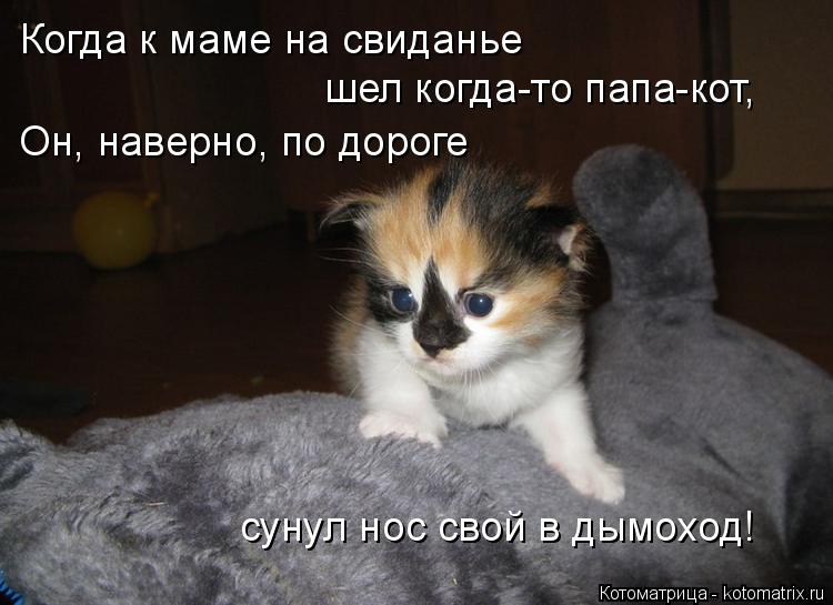 Когда к маме на свиданье шел когда-то папа-кот, Он, наверно, по дороге сунул нос свой в дымоход!... Котоматрица: Когда к маме на свиданье шел когда-то папа-кот, Он, наверно, по дороге сунул нос свой в дымоход!