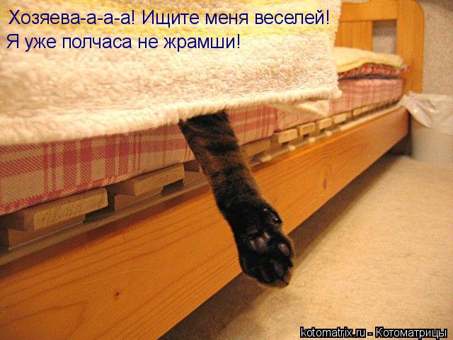 Котоматрица: Хозяева-а-а-а! Ищите меня веселей! Я уже полчаса не жрамши!