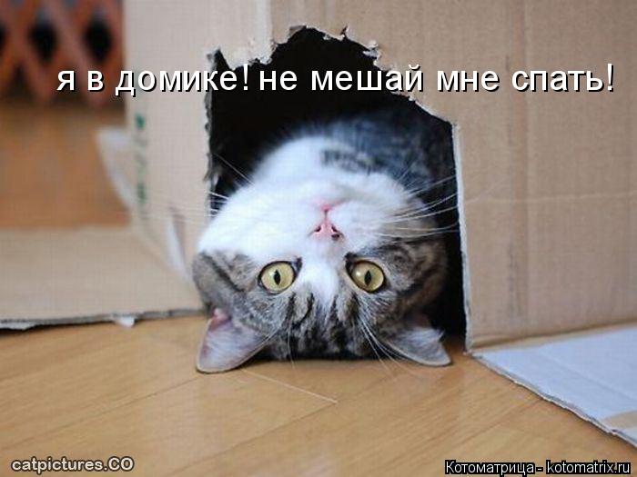 я в домике! не мешай мне спать!... Котоматрица: я в домике! не мешай мне спать!