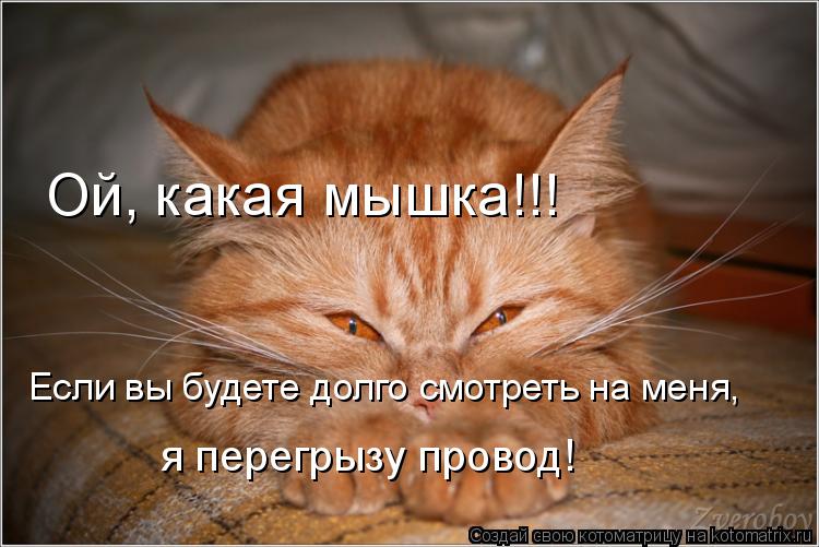 Ой, какая мышка!!! Если вы будете долго смотреть на меня, я перегрызу провод!... Котоматрица: Ой, какая мышка!!! Если вы будете долго смотреть на меня, я перегрызу провод!