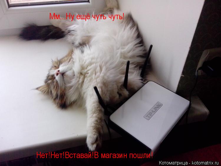 Мм...Ну ещё чуть чуть! Нет!Нет!Вставай!В магазин пошли!... Котоматрица: Мм...Ну ещё чуть чуть! Нет!Нет!Вставай!В магазин пошли!