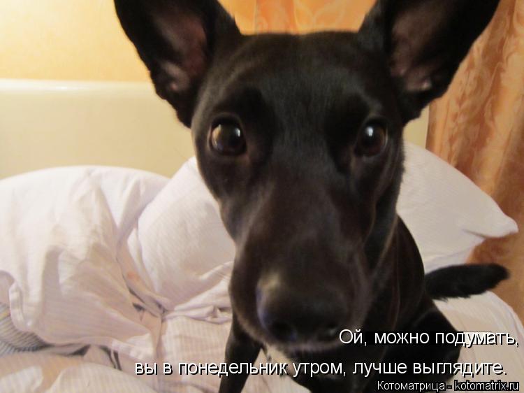 Котоматрица: Ой, можно подумать,  вы в понедельник утром, лучше выглядите.