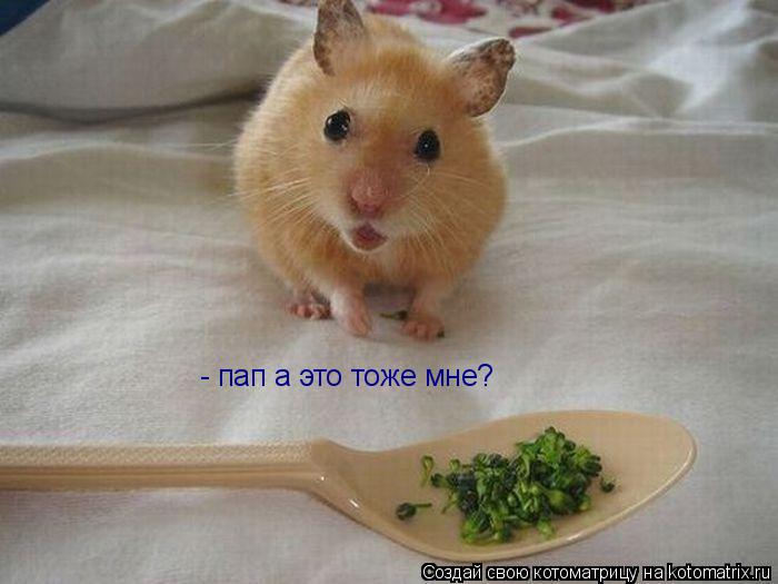 - пап а это тоже мне?... Котоматрица: - пап а это тоже мне?