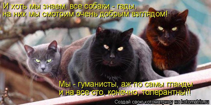 Котоматрица: И хоть мы знаем, все собаки - гады, на них мы смотрим очень добрым взглядом! Мы - гуманисты, аж по самы гланды и на все сто, конечно, толерантны!!