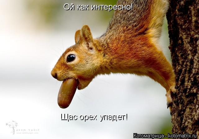 Котоматрица: Ой как интересно! Щас орех упадет!