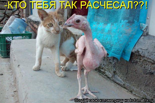 -КТО ТЕБЯ ТАК РАСЧЕСАЛ??!... Котоматрица: -КТО ТЕБЯ ТАК РАСЧЕСАЛ??!
