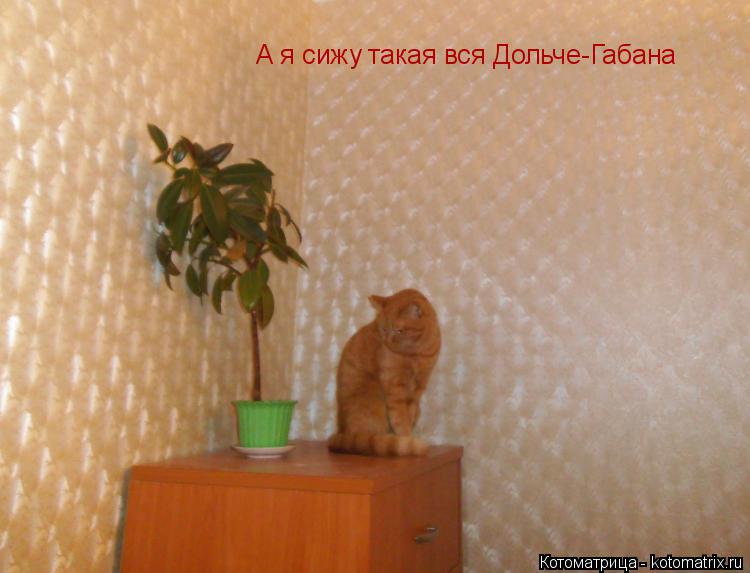 А я сижу такая вся Дольче-Габана... Котоматрица: А я сижу такая вся Дольче-Габана