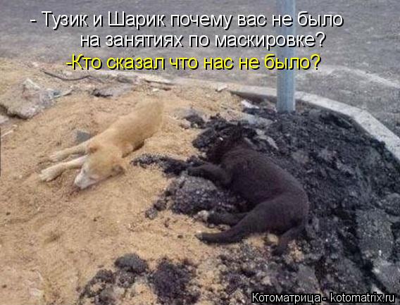 - Тузик и Шарик почему вас не было на занятиях по маскировке? -Кто сказал что нас не было?... Котоматрица: - Тузик и Шарик почему вас не было на занятиях по маскировке? -Кто сказал что нас не было?