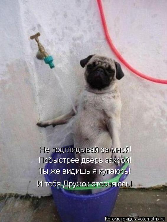 Не подглядывай за мной! Ты же видишь я купаюсь! И тебя Дружок стесняюсь! Побыстрее дверь закрой!... Котоматрица: Не подглядывай за мной! Ты же видишь я купаюсь! И тебя Дружок стесняюсь! Побыстрее дверь закрой!