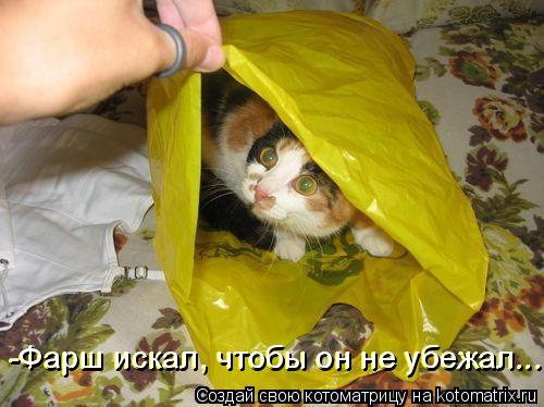 Котоматрица: -Фарш искал, чтобы он не убежал... -Фарш искал, чтобы он не убежал...