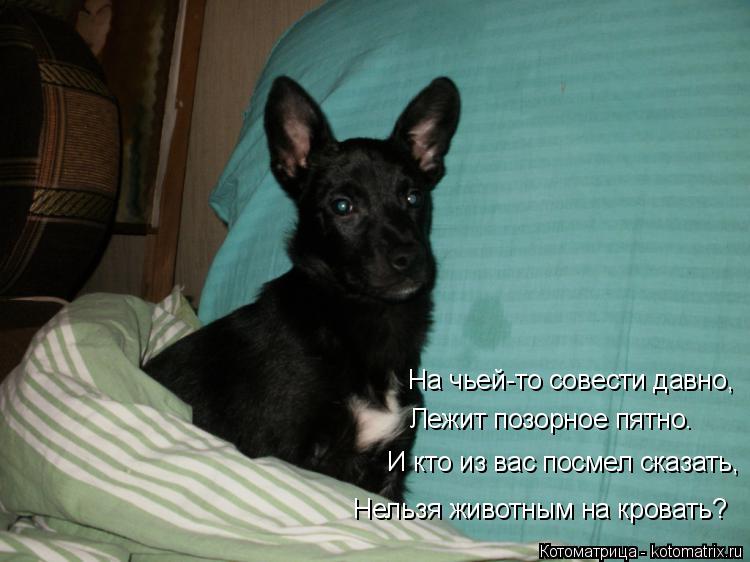 Котоматрица: На чьей-то совести давно, Лежит позорное пятно. И кто из вас посмел сказать, Нельзя животным на кровать?