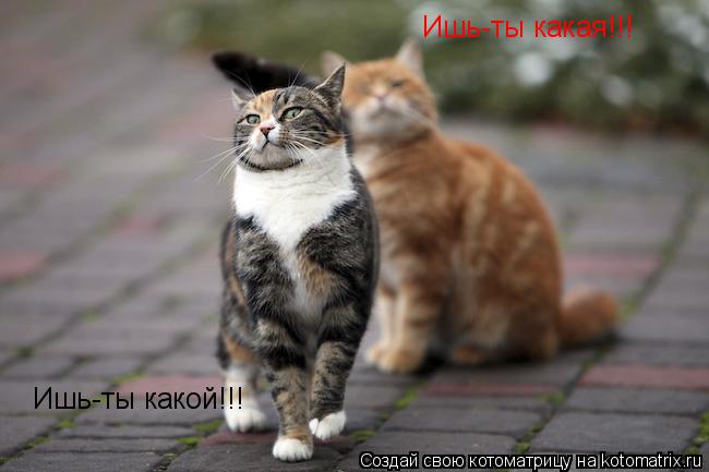 Котоматрица: Ишь-ты какая!!! Ишь-ты какой!!!
