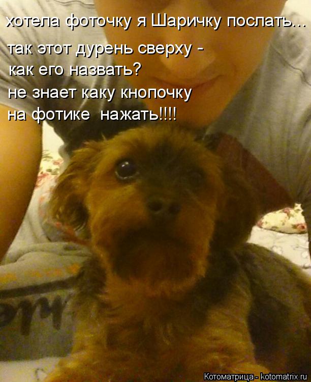 хотела фоточку я Шаричку послать... как его назвать? на фотике нажать!!!! не знает каку кнопочку ... Котоматрица: хотела фоточку я Шаричку послать... как его назвать? на фотике нажать!!!! не знает каку кнопочку так этот дурень сверху -