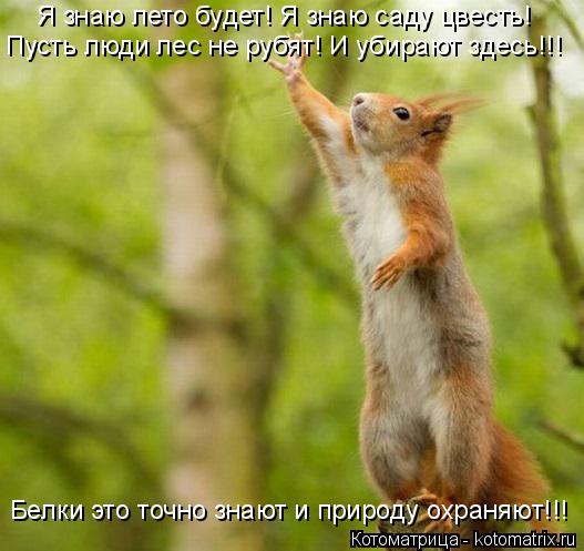 Пусть люди лес не рубят! И убирают здесь!!! Я знаю лето будет! Я знаю саду цвесть! Белки это точно зн... Котоматрица: Пусть люди лес не рубят! И убирают здесь!!! Я знаю лето будет! Я знаю саду цвесть! Белки это точно знают и природу охраняют!!!