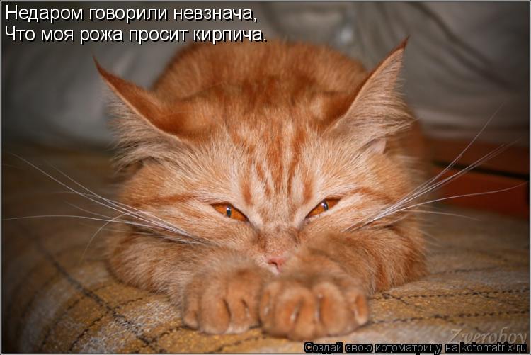 Недаром говорили невзнача, Что моя рожа просит кирпича.... Котоматрица: Недаром говорили невзнача, Что моя рожа просит кирпича.