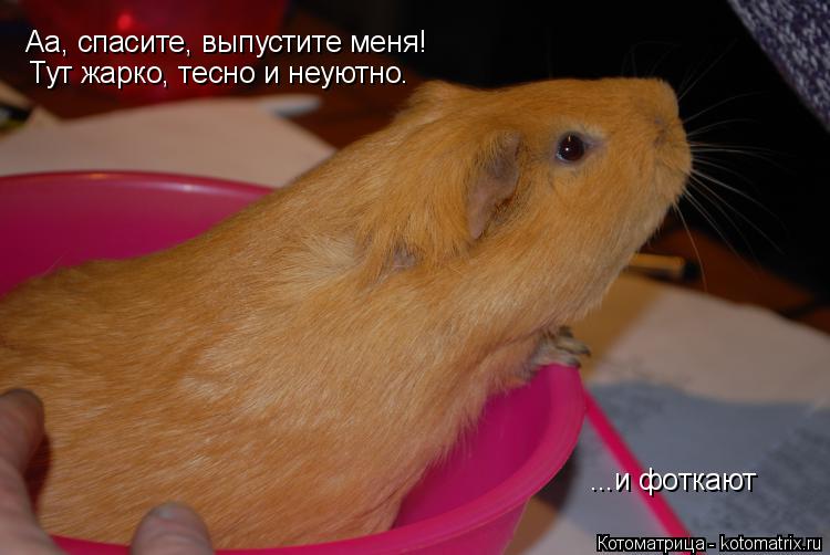Аа, спасите, выпустите меня! Тут жарко, тесно и неуютно. ...и фоткают... Котоматрица: Аа, спасите, выпустите меня! Тут жарко, тесно и неуютно. ...и фоткают