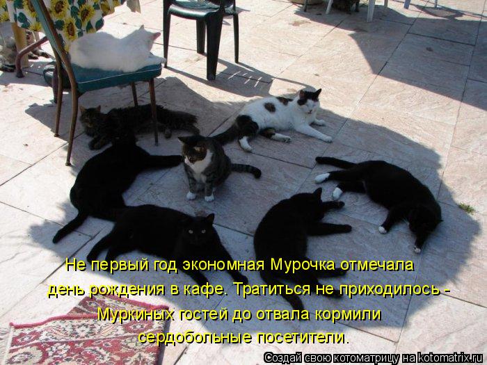 Котоматрица: Не первый год экономная Мурочка отмечала  день рождения в кафе. Тратиться не приходилось -  Муркиных гостей до отвала кормили  сердобольные 