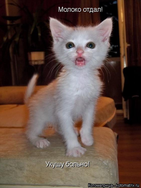 Котоматрица: Молоко отдал! Укушу больно!