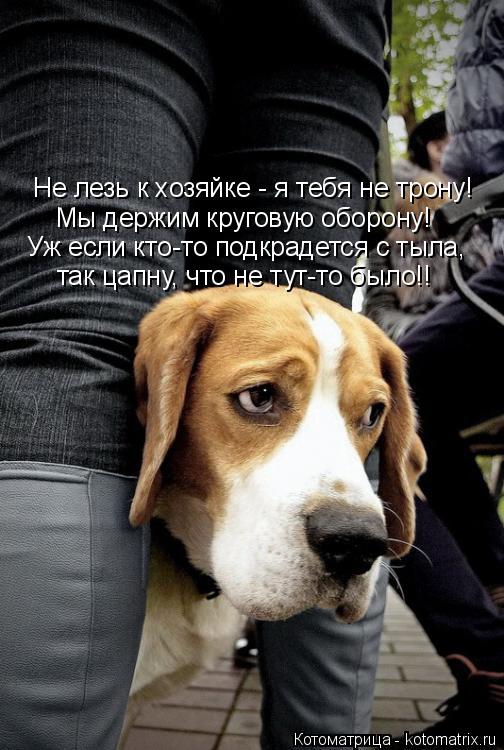 Не лезь к хозяйке - я тебя не трону! Мы держим круговую оборону! Уж если кто-то подкрадется с тыла, т... Котоматрица: Не лезь к хозяйке - я тебя не трону! Мы держим круговую оборону! Уж если кто-то подкрадется с тыла, так цапну, что не тут-то было!!