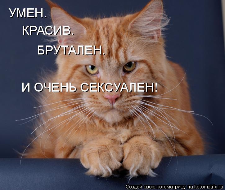 УМЕН. КРАСИВ. БРУТАЛЕН. И ОЧЕНЬ СЕКСУАЛЕН!... Котоматрица: УМЕН. КРАСИВ. БРУТАЛЕН. И ОЧЕНЬ СЕКСУАЛЕН!