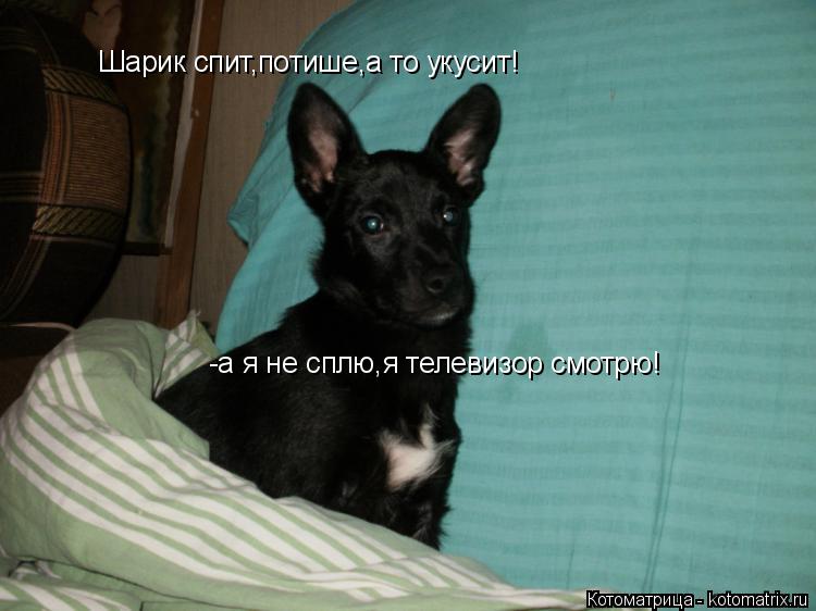 Котоматрица: Шарик спит,потише,а то укусит! -а я не сплю,я телевизор смотрю!