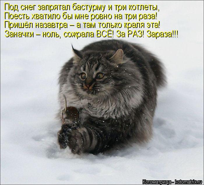 Под снег запрятал бастурму и три котлеты, Поесть хватило бы мне ровно на три раза! Пришёл назавтра – ... Котоматрица: Под снег запрятал бастурму и три котлеты, Поесть хватило бы мне ровно на три раза! Пришёл назавтра – а там только краля эта! Заначки – ноль,