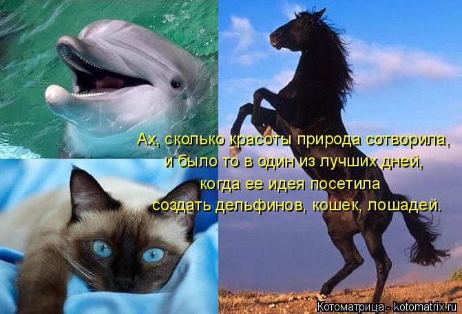 Ах, сколько красоты природа сотворила, и было то в один из лучших дней, когда ее идея посетила создат... Котоматрица: Ах, сколько красоты природа сотворила, и было то в один из лучших дней, когда ее идея посетила создать дельфинов, кошек, лошадей.