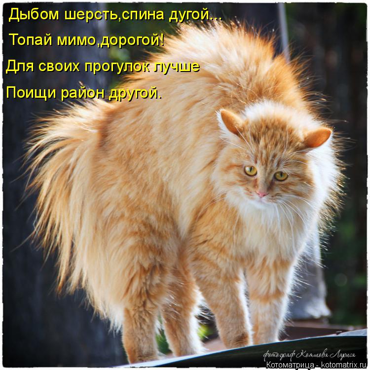Котоматрица: Дыбом шерсть,спина дугой... Топай мимо,дорогой! Для своих прогулок лучше Поищи район другой.