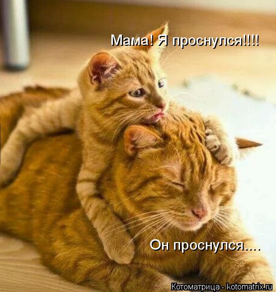 Котоматрица: Мама! Я проснулся!!!! Он проснулся....