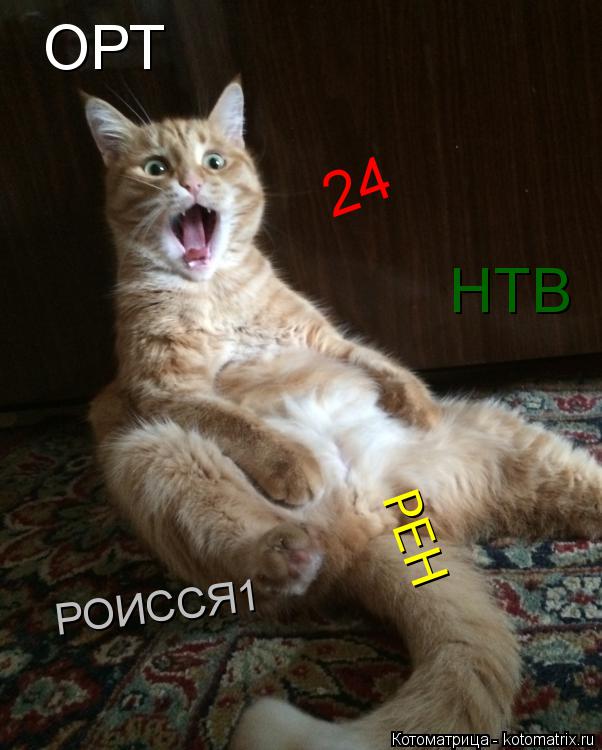 ОРТ НТВ 24 РЕН РОИССЯ1... Котоматрица: ОРТ НТВ 24 РЕН РОИССЯ1