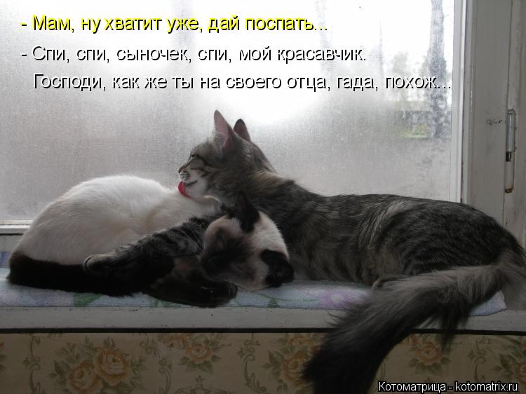 - Мам, ну хватит уже, дай поспать... - Спи, спи, сыночек, спи, мой красавчик. Господи, как же ты на с... Котоматрица: - Мам, ну хватит уже, дай поспать... - Спи, спи, сыночек, спи, мой красавчик. Господи, как же ты на своего отца, гада, похож...