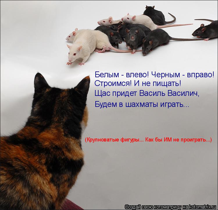 Котоматрица: Строимся! И не пищать! Щас придет Василь Василич, Будем в шахматы играть... (Крупноватые фигуры... Как бы ИМ не проиграть...) Белым - влево! Черны