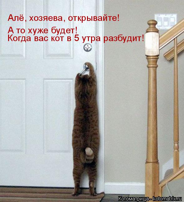 Алё, хозяева, открывайте! А то хуже будет! Когда вас кот в 5 утра разбудит!... Котоматрица: Алё, хозяева, открывайте! А то хуже будет! Когда вас кот в 5 утра разбудит!