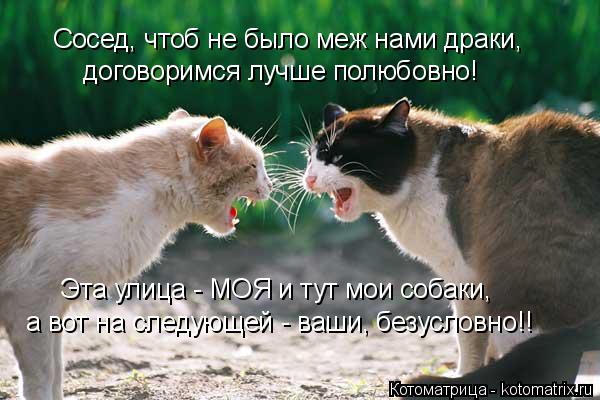 Котоматрица: Сосед, чтоб не было меж нами драки, договоримся лучше полюбовно! Эта улица - МОЯ и тут мои собаки, а вот на следующей - ваши, безусловно!!