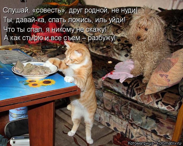 Котоматрица: Слушай, «совесть», друг родной, не нуди! Ты, давай-ка, спать ложись, иль уйди! Что ты спал, я никому не скажу! А как стырю и все съем – разбужу!