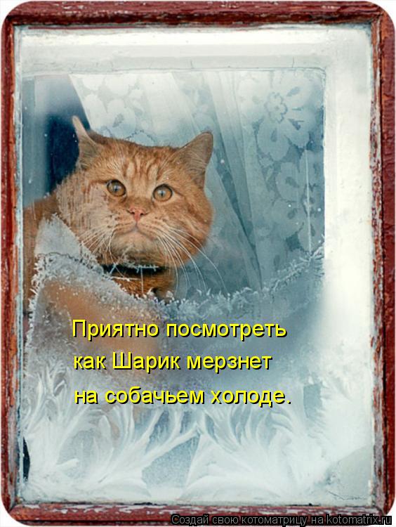 Приятно посмотреть как Шарик мерзнет на собачьем холоде.... Котоматрица: Приятно посмотреть как Шарик мерзнет на собачьем холоде.