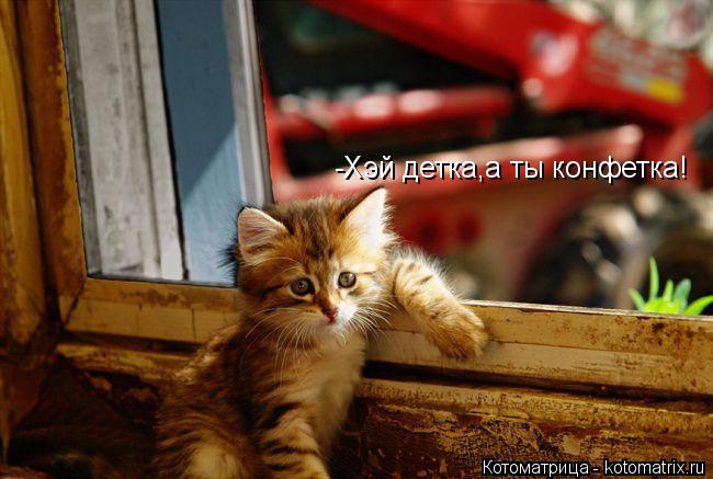 -Хэй детка,а ты конфетка!... Котоматрица: -Хэй детка,а ты конфетка!