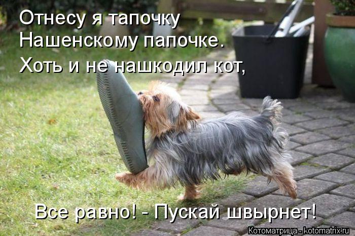 Отнесу я тапочку Нашенскому папочке. Все равно! - Пускай швырнет! Хоть и не нашкодил кот,... Котоматрица: Отнесу я тапочку Нашенскому папочке. Все равно! - Пускай швырнет! Хоть и не нашкодил кот,