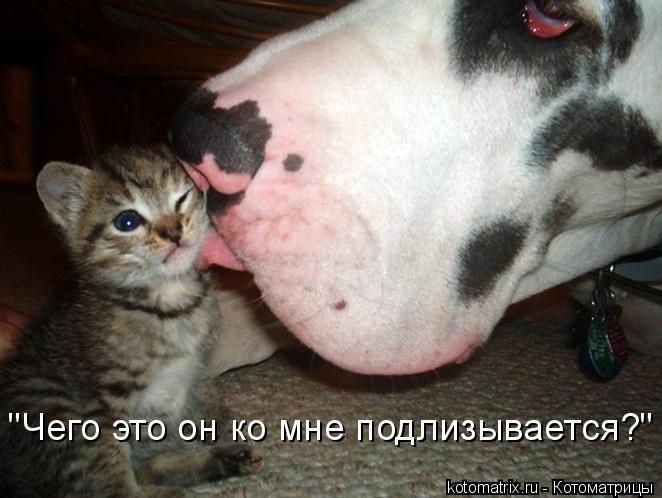 "Чего это он ко мне подлизывается?"... Котоматрица: "Чего это он ко мне подлизывается?"