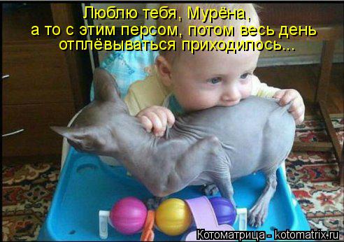 Котоматрица: Люблю тебя, Мурёна,  а то с этим персом, потом весь день отплёвываться приходилось...
