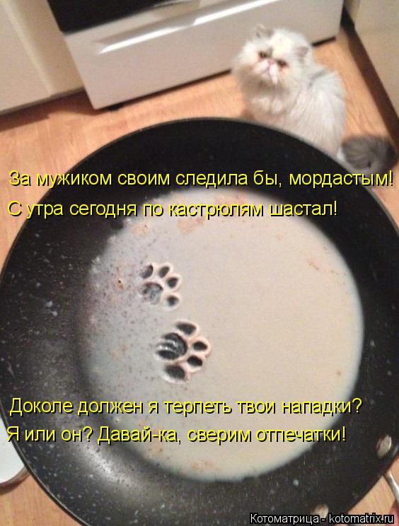 Котоматрица: За мужиком своим следила бы, мордастым! С утра сегодня по кастрюлям шастал! Доколе должен я терпеть твои нападки? Я или он? Давай-ка, сверим о