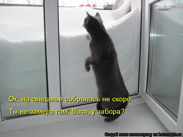 Котоматрица: Ох, на свиданье собралась не скоро. Ты не замерз там, Вася, у забора?