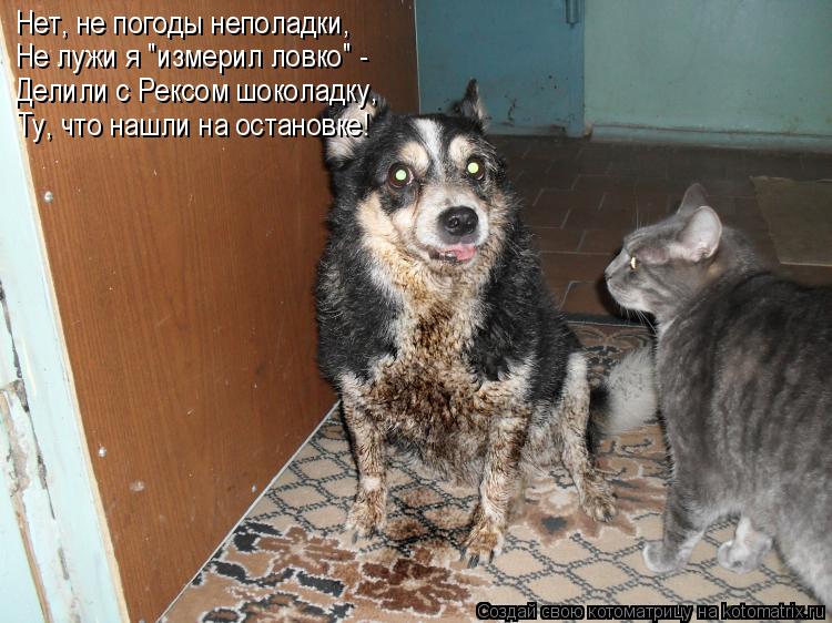Нет, не погоды неполадки, Не лужи я "измерил ловко" - Делили с Рексом шоколадку, Ту, что нашли на ос... Котоматрица: Нет, не погоды неполадки, Не лужи я "измерил ловко" - Делили с Рексом шоколадку, Ту, что нашли на остановке!