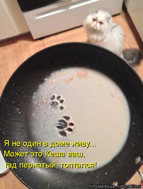 Котоматрица: Я не один в доме живу...  Может это Кеша ваш, гад пернатый, топтался!