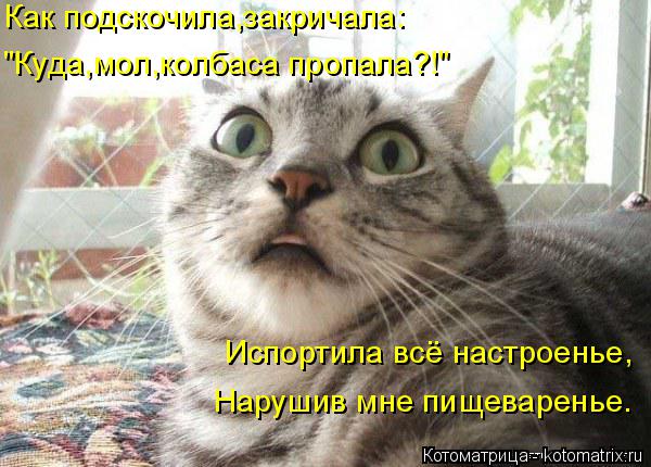 Котоматрица: Как подскочила,закричала: "Куда,мол,колбаса пропала?!" Испортила всё настроенье, Нарушив мне пищеваренье.