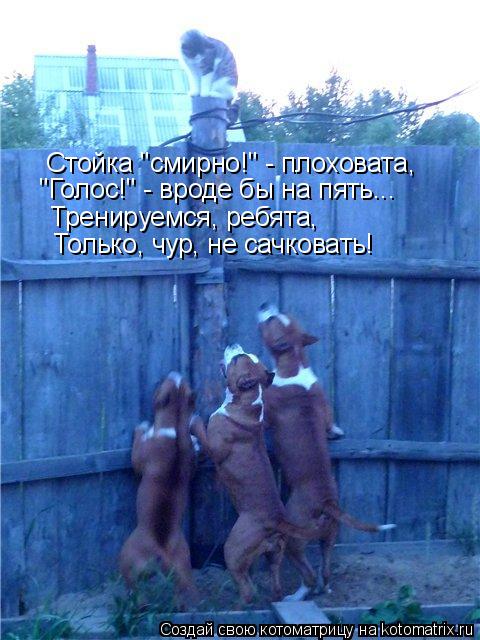 Стойка "смирно!" - плоховата, "Голос!" - вроде бы на пять... Тренируемся, ребята, Только, чур, не сач... Котоматрица: Стойка "смирно!" - плоховата, "Голос!" - вроде бы на пять... Тренируемся, ребята, Только, чур, не сачковать!