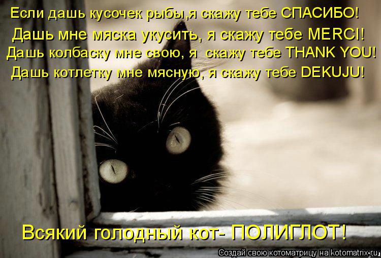 Котоматрица: Дашь колбаску мне свою, я  скажу тебе THANK YOU! Если дашь кусочек рыбы,я скажу тебе СПАСИБО! Дашь котлетку мне мясную, я скажу тебе DEKUJU! Всякий го