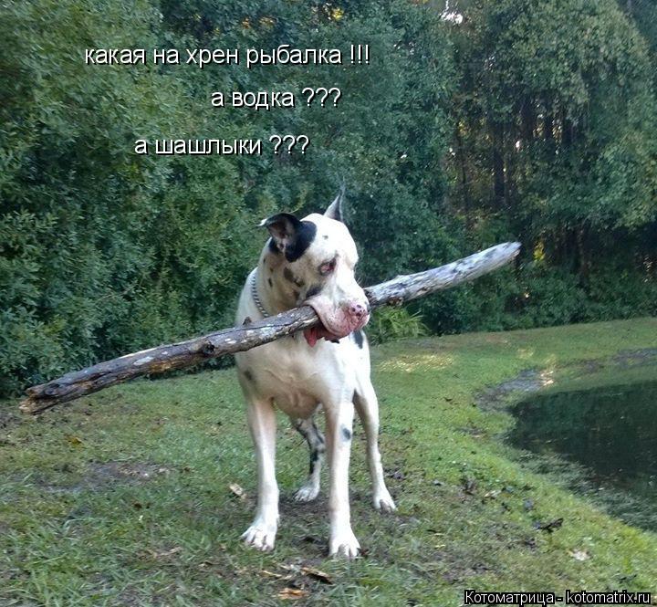 какая на хрен рыбалка !!! а шашлыки ??? а водка ???... Котоматрица: какая на хрен рыбалка !!! а шашлыки ??? а водка ???